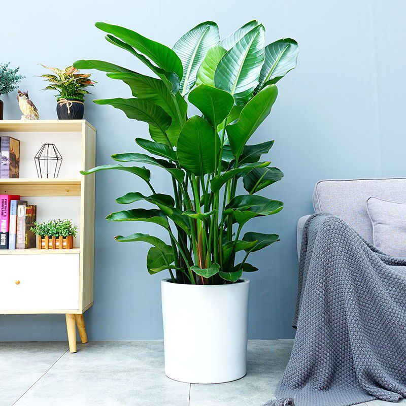 (今日7折)天堂鸟绿植室内客厅大型盆栽好养花卉鹤望兰办公室植物除甲