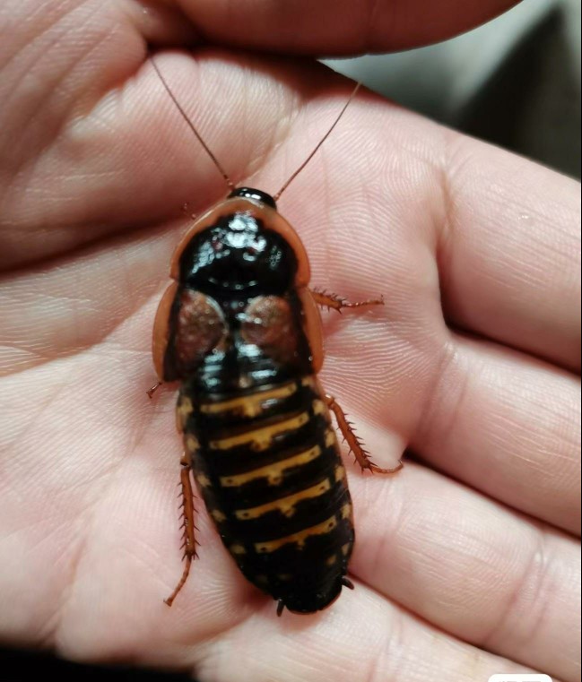 杜比亚蟑螂活饵昆虫饲料爬宠蜥蜴鬃狮绿色养殖场各种规格顺丰包邮