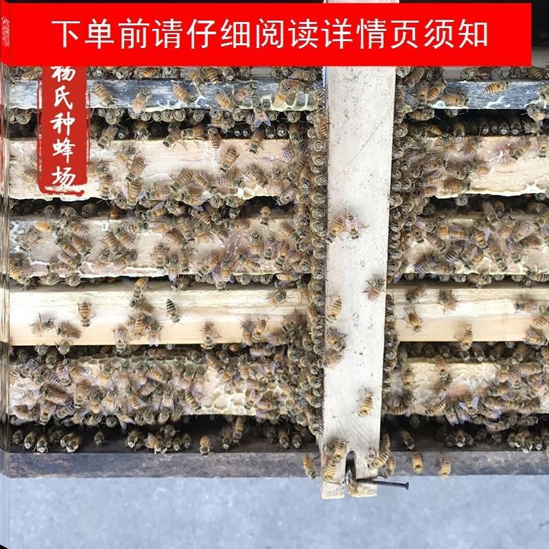 蜜蜂活群中蜂蜂群活体带王整箱活蜜蜂出售土蜂蜂子优质蛋群中华蜂