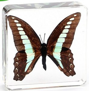 gwiz儿童标本制作套装材料蝴蝶琥珀益智植物昆虫手工动物diy玩具20