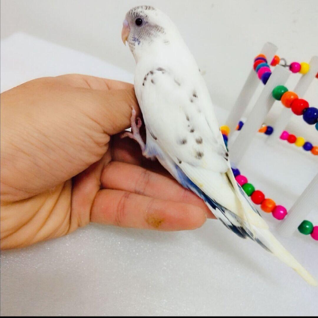 虎皮云斑鹦鹉中小型活鸟宠物会说话手养幼鸟成年鸟包繁殖