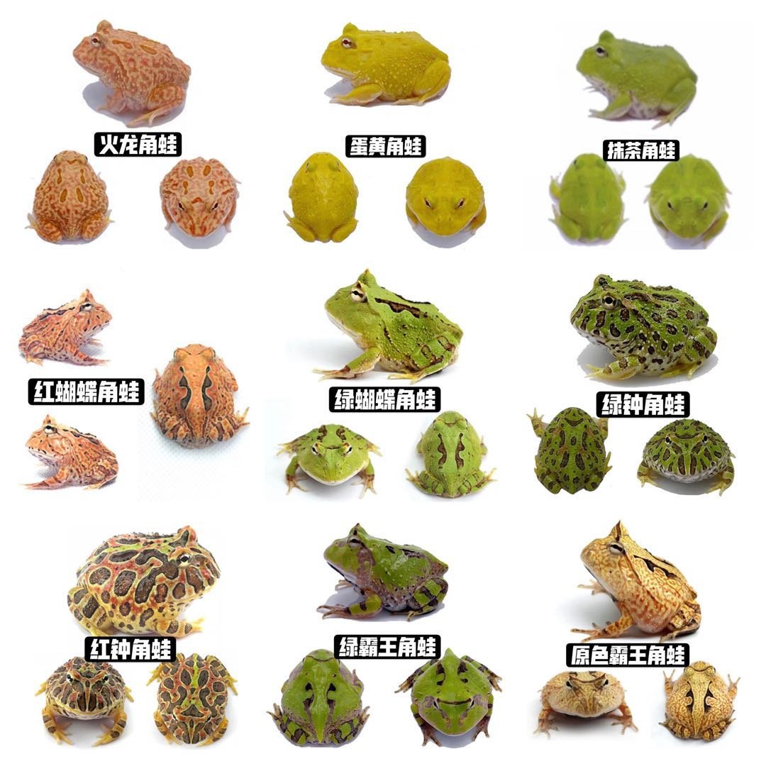 热销小丑蛙_南美蝴蝶角蛙红绿钟角蛙原色绿色霸王角蛙非牛小丑蛙活体