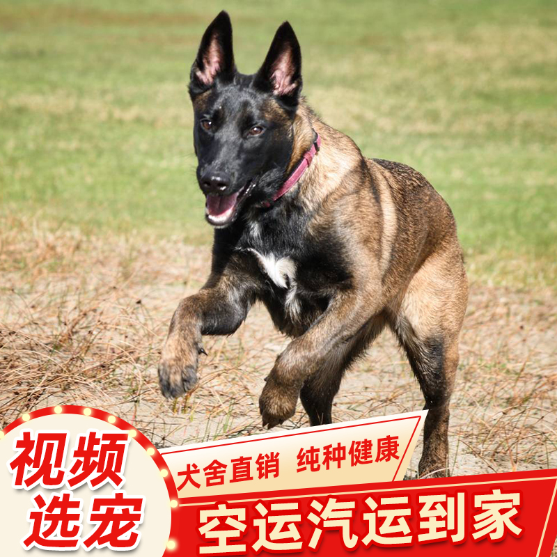 纯种爆红马犬幼犬活体猎犬比利时马犬警犬l黑背德国牧羊犬德牧宠