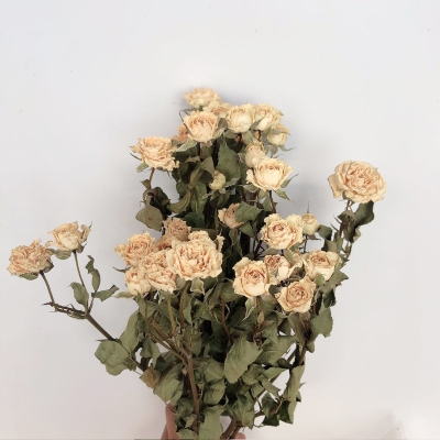 白色多头蔷薇玫瑰干花花束天然干花家居插花装饰diy拍摄