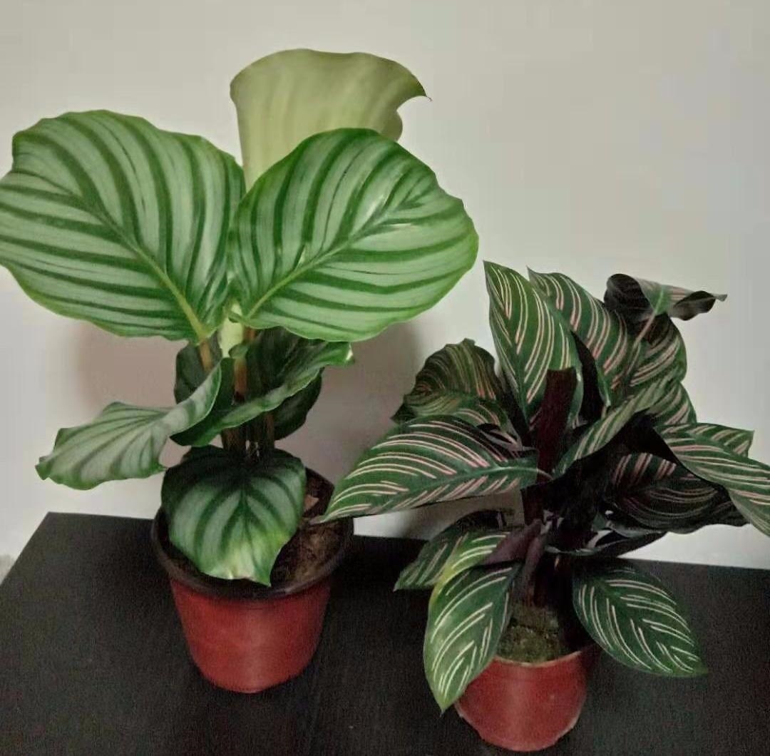 适合家养的盆栽植物o不需要晒太阳的植物培吸甲醛净化空气绿植花