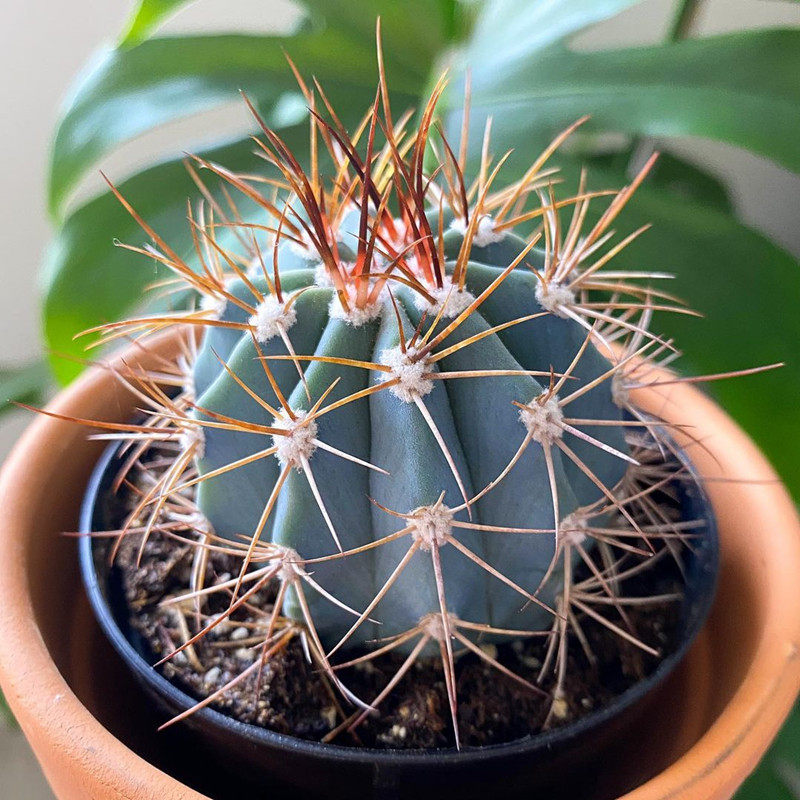 稀有仙人球实生包邮_实生蓝云仙人球 稀有开花云系列 办公室桌面防