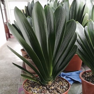 长春精品君子兰花麻脸宽叶短叶圆头技师油匠钢板立板阳台花卉盆栽