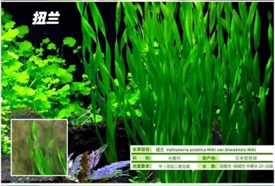 真水草大水c兰小水兰扭兰龙舌兰