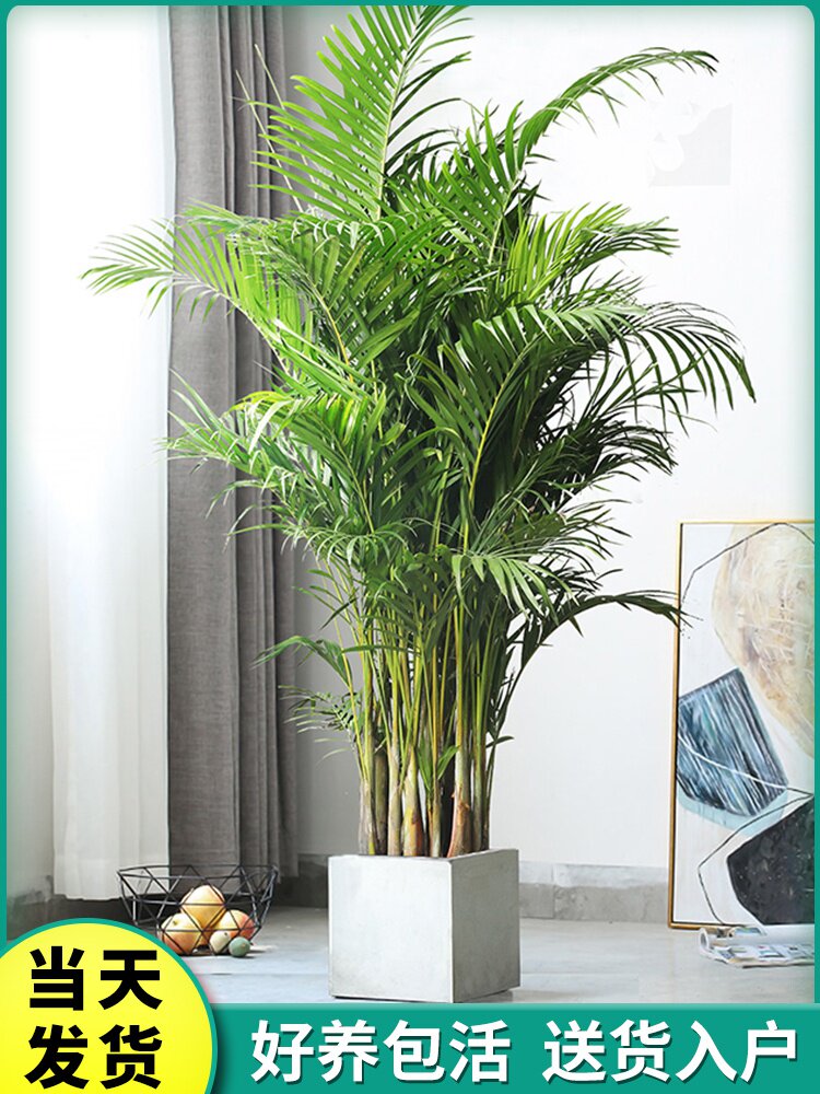 散尾葵大型盆栽客厅落地花卉室内办公室植物凤尾竹好养绿植网红