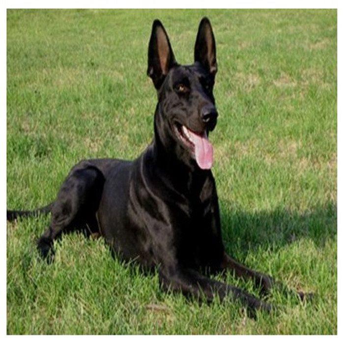 黑狼犬活体黑色巨型军犬大型中华黑狼犬幼犬纯种莱州种狼青小狗