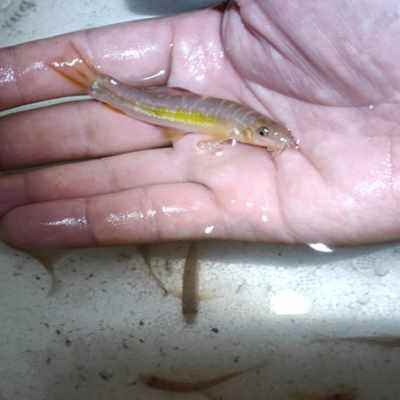 金苔鼠小条鳅鱼缸清道夫冷水鱼观赏清洁鱼除藻垃圾鱼横鳅好养耐活