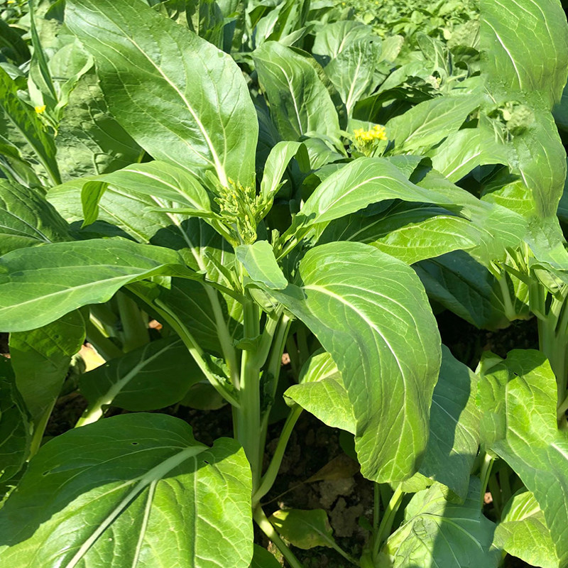 四九菜心种子散装批发多菜苔甜菜信种籽连州菜心高脚菜心四季蔬菜