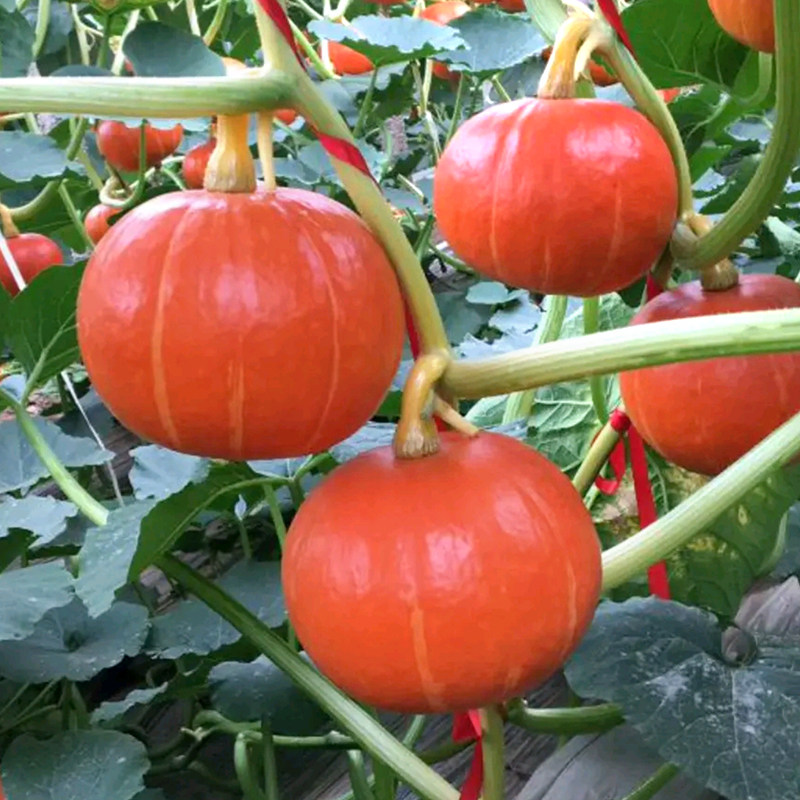 日本红栗王南瓜种子四季绿红面瓜板栗味粉糯香甜栗小南瓜窝瓜种籽