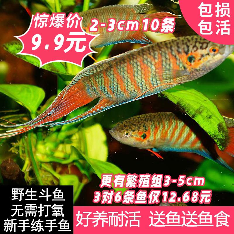 中国斗鱼普叉野生菩萨鱼盘皮丝花手巾旁皮婆淡水耐养活体观赏鱼