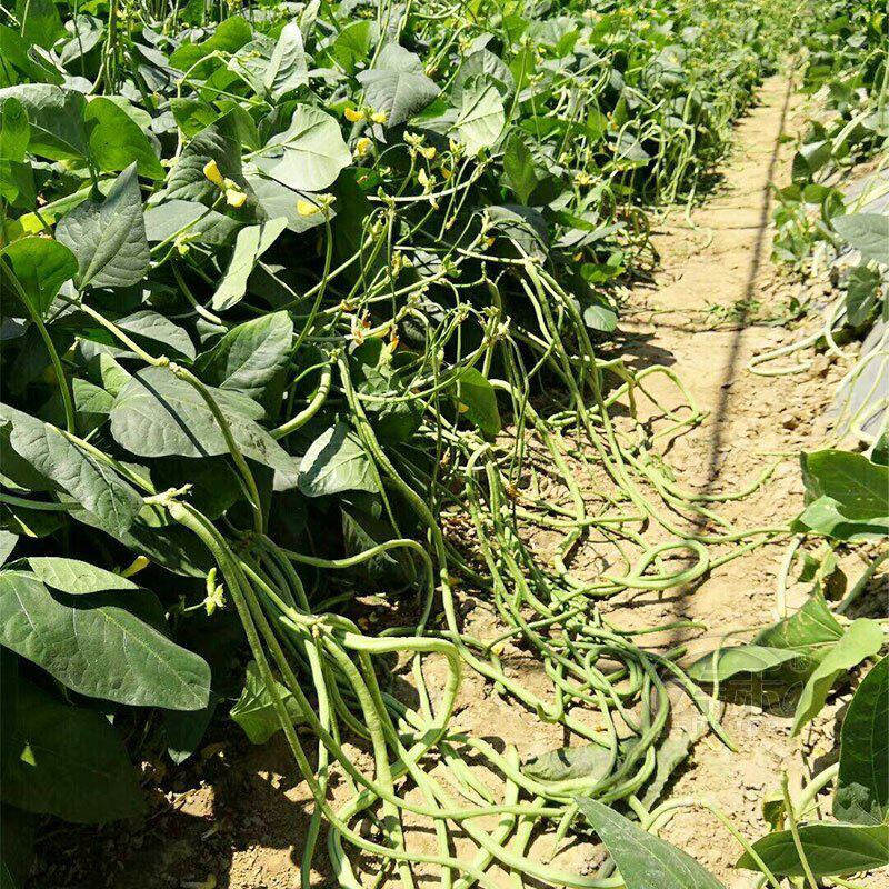 无架长豆角种子苗高产豇豆四季豆蔬菜种籽菜籽大全孑子豆种籽种秧