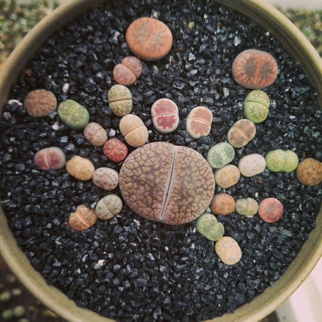 多肉植物新手套餐套装_多肉生石花套餐送盆土套装屁股花多肉植物石生