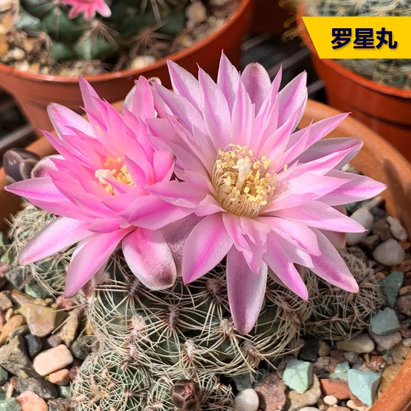 胭脂红罗星丸仙人球小盆栽