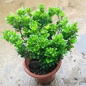 米兰花苗盆栽花卉阳台观花喜阳植物净化空气四季绿植盆景开花不断