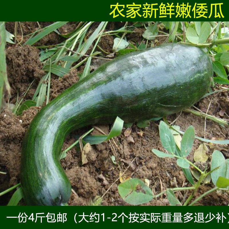 新鲜农家5斤青嫩倭瓜绿色蔬菜长小窝瓜嫩南瓜北瓜方现摘现发包邮