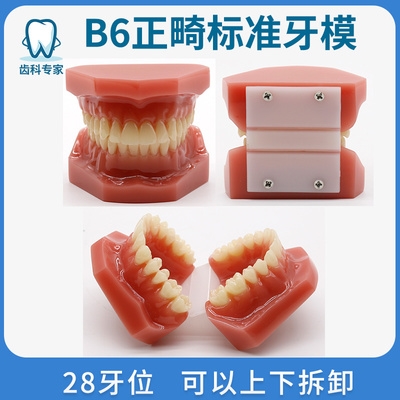 牙模型模具正畸半金属半托槽标准牙模矫正种植修复口腔教学牙n模