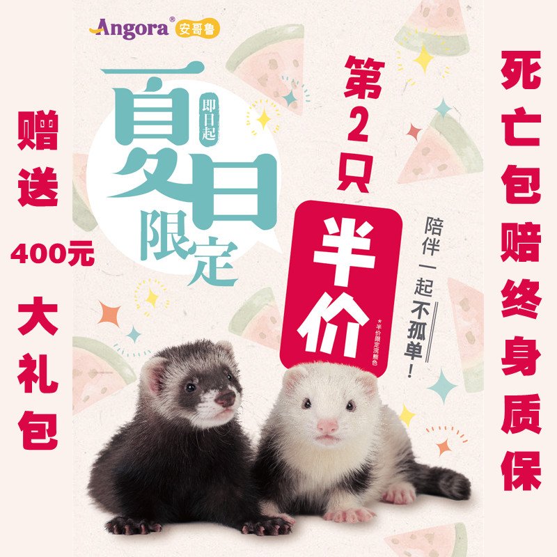 安哥鲁宠物貂幼貂雪貂活物体幼崽小型