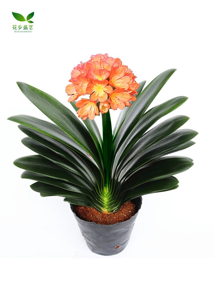 君子兰盆栽 彩兰_君子兰盆栽精品圆头宽短叶彩兰五年大苗当年开花好养