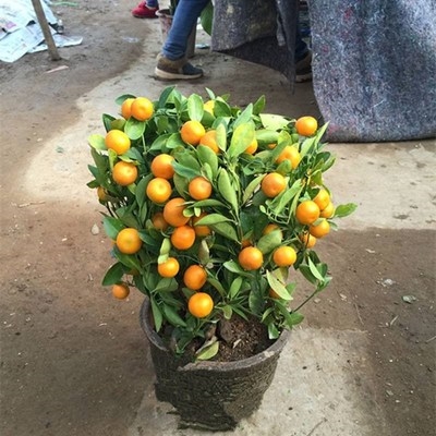 花卉橘发看树观赏盆栽橘子橘树金钱室内小金果盆栽植四季绿植 优惠券