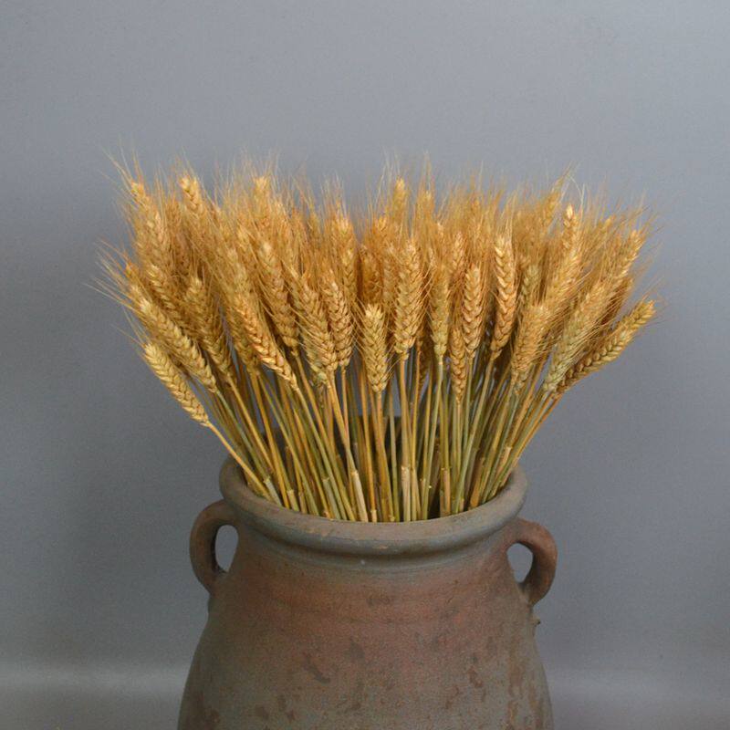 天然麦穗干花小麦麦子花束开业大麦客厅田园装饰拍摄道具插花摆件