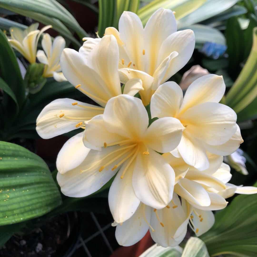 长春匠鑫精品君子兰国兰黄白花兰对版一多叶小苗阳台绿植花卉盆栽