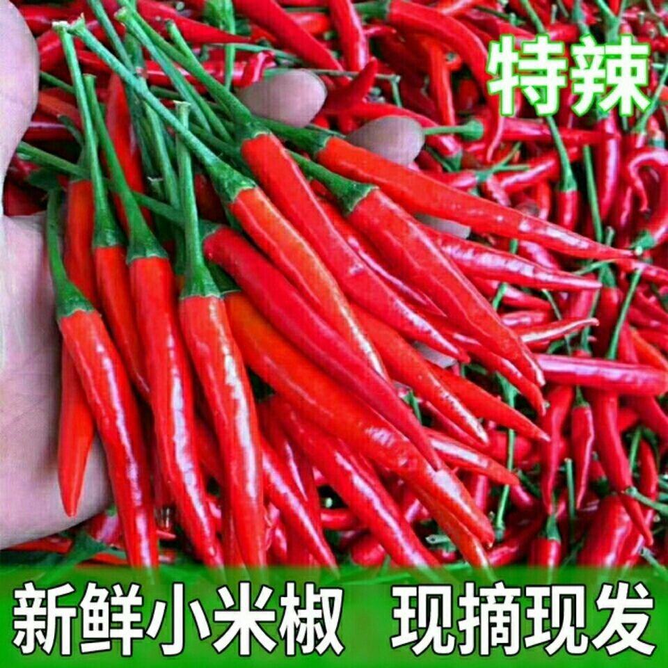小米椒朝天椒小尖椒蔬菜椒黄色指天椒菜籽泡椒特辣辣椒蔬菜种籽子