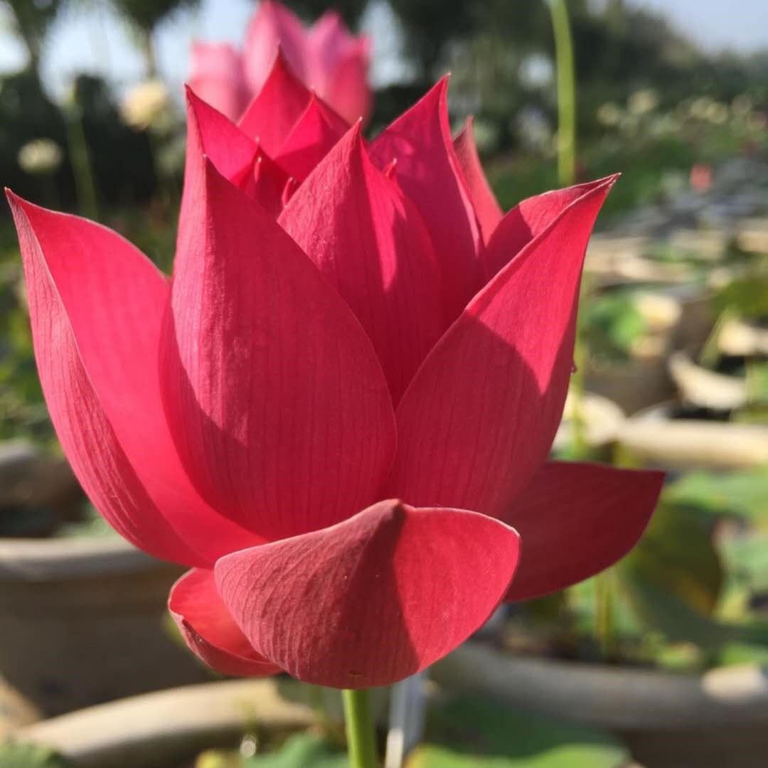 红光15 中小型碗莲种藕苗荷花盆栽莲花观赏植物