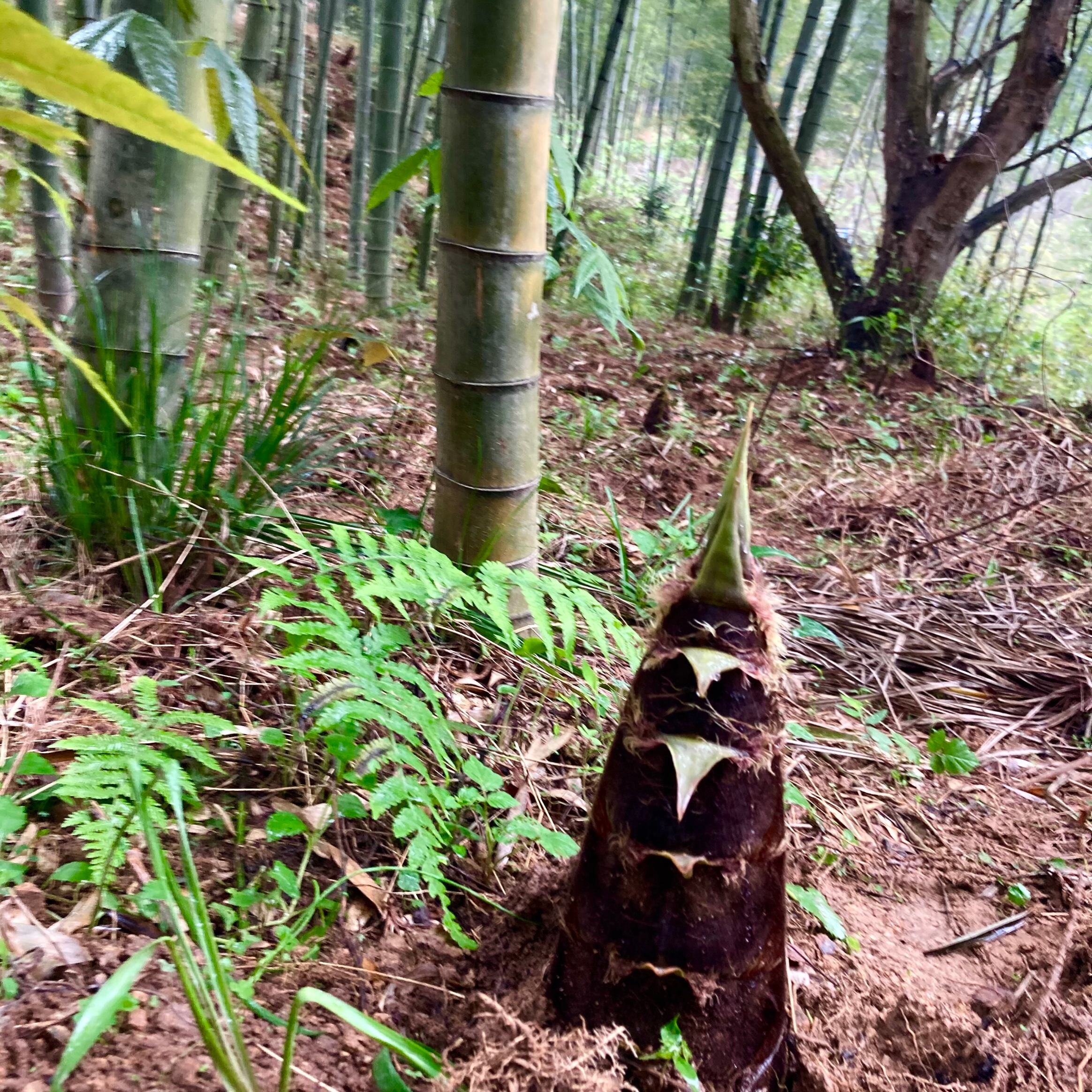 大型毛竹苗食用竹笋竹苗竹子苗毛竹苗种苗庭院楠竹根鞭芽种植竹林