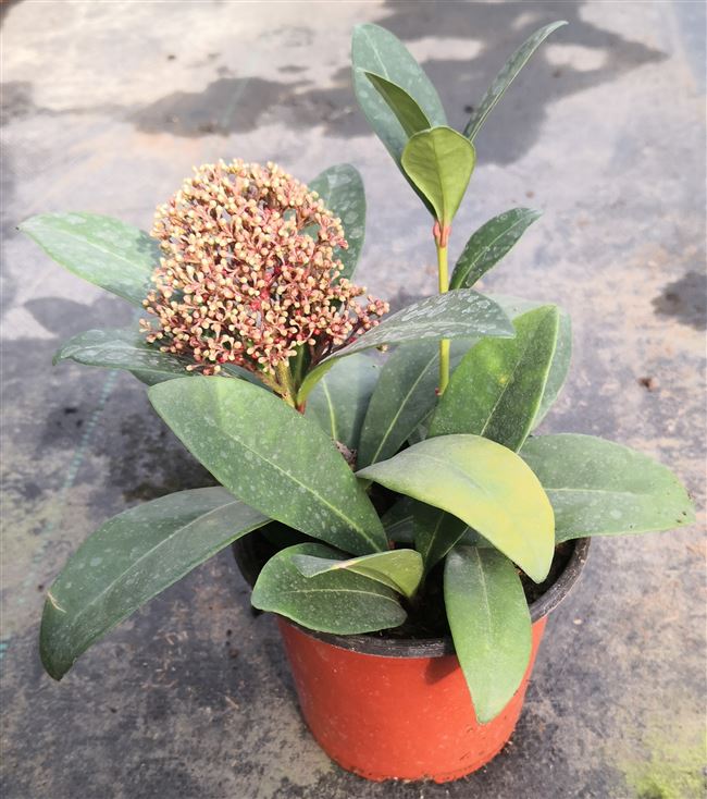 盆摘,淘宝优惠券,淘宝盆摘优惠券哪个好,盆摘价格怎么样-看折扣特卖网