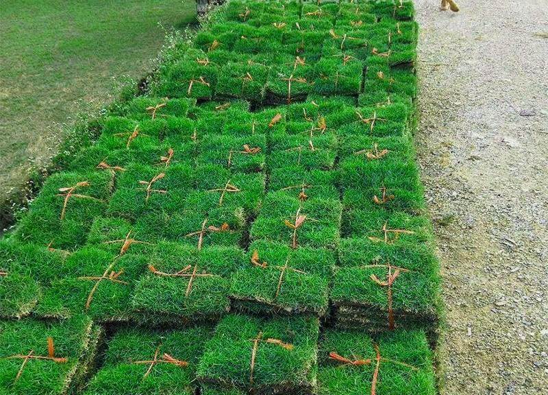 带泥季土真草皮草坪草马尼拉果岭草四青庭院cyi别墅花园区工程小