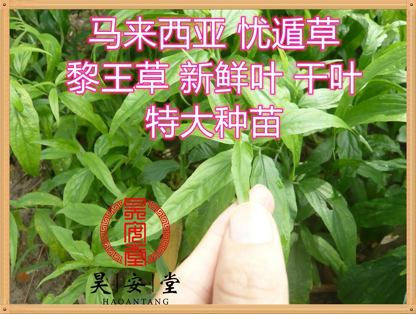 昊安堂忧遁草优顿草优盾草黎王草鳄嘴花 500克鲜叶有机盆栽海南
