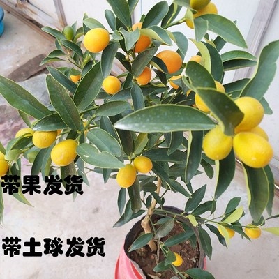 室内金钱果植观赏盆栽橘树盆栽树花卉四季橘小金桔橘子绿植