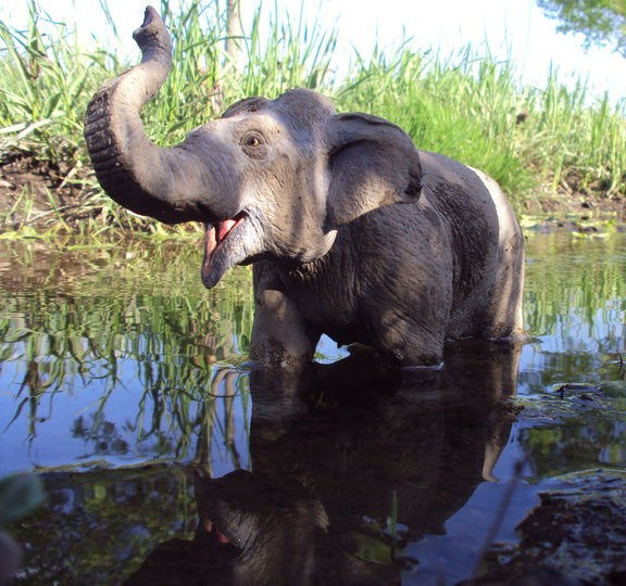 美国正品动物模型仿真亚洲象大象教学用品摄影道具装饰