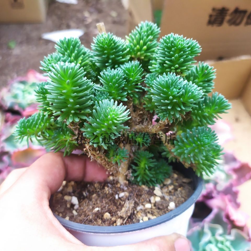 球松群生老桩多肉植物组合盆栽绿植花卉办公室内阳台萌肉肉