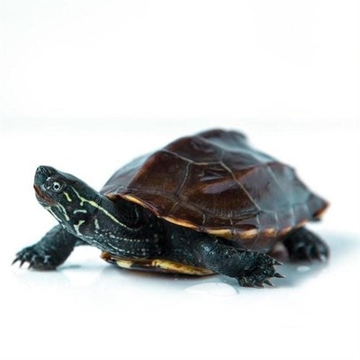 发财龟招财一对金钱大龟b纯种招财乌龟活物小乌龟活物金钱一对