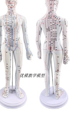 小人筋络模经络彩色家用人50cm模型人体人体五脏六腑