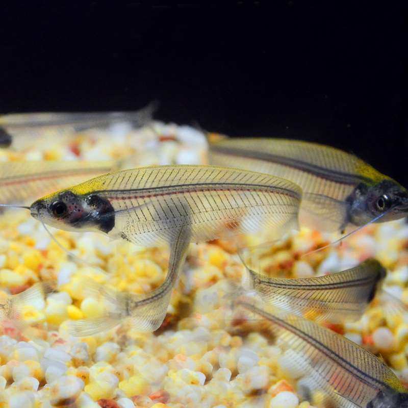 新款猫鱼热条装透m明招财鱼5带赏观鱼活体水族世界能看见鱼刺202