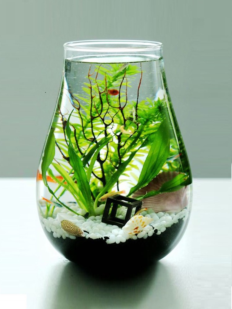 微景观生态瓶观赏鱼虾好养活真水草迷你桌面小鱼缸diy作业礼物