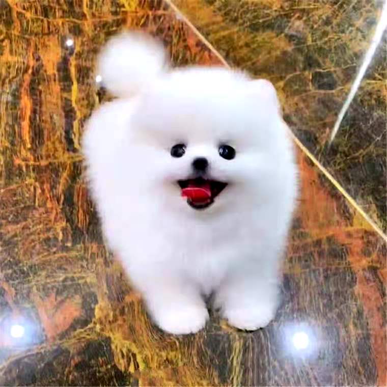 纯种茶杯犬博美幼犬活物长不大迷你俊介犬小型犬比熊犬活体宠物狗