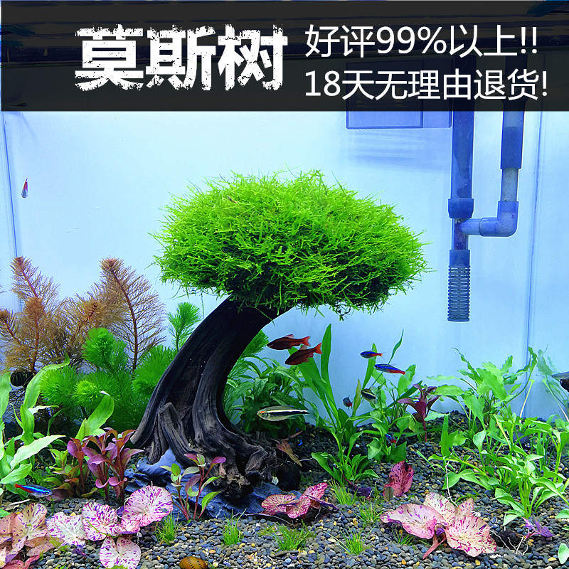 莫斯树成品生态鱼缸装饰造景树真水草缸懒人植物活沉木莫斯草套餐