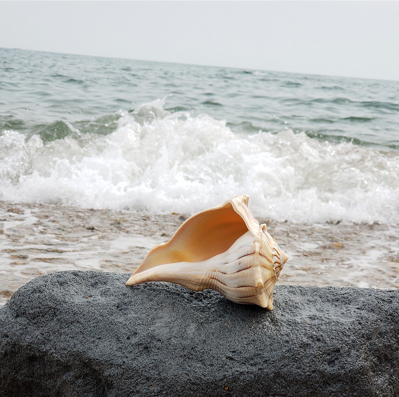 天然超大海螺贝壳珊瑚摆件左旋螺号角螺大海星吹响专用螺居i家摆
