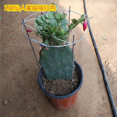 新品仙人掌嫁接蟹爪兰双层令箭荷花盆栽带花多色四季多肉植物盆景