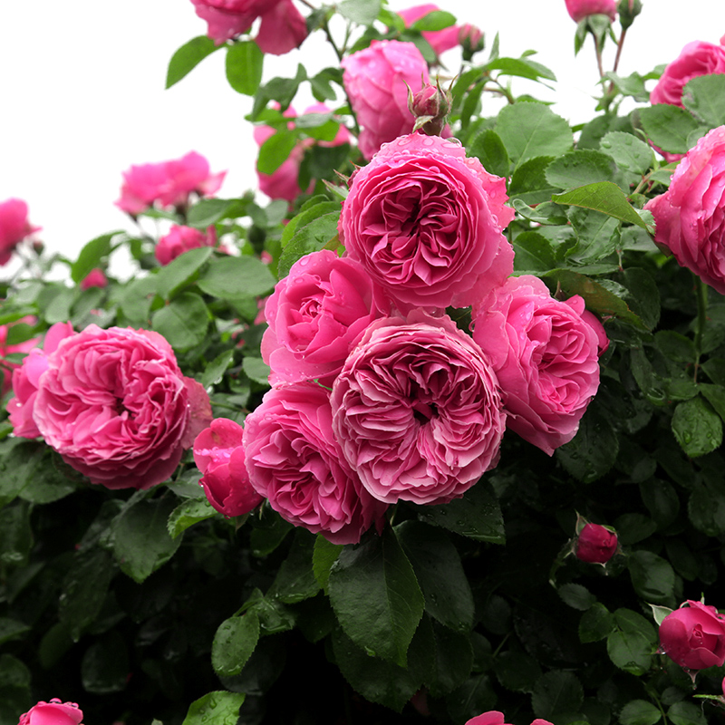 【粉色达芬奇】藤本月季花苗特大花蔷薇花苗爬藤盆栽四季开花爬墙