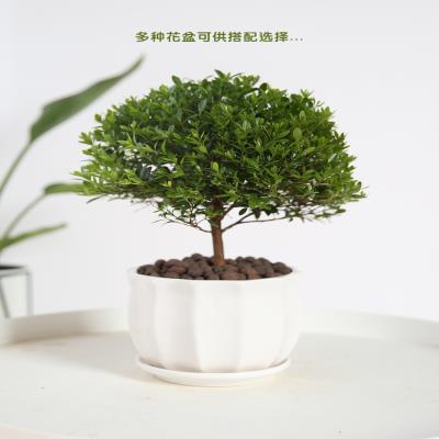 楠室内常青小叶熟盆景植四季盆栽c绿树桩楠木净化桩金丝赤驱邪空