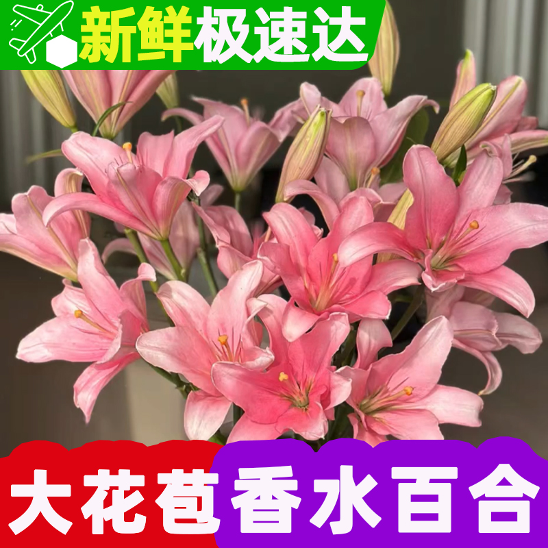 百合花鲜花云南基地直发玫瑰鲜切花批发水养客厅家具插花速递同城