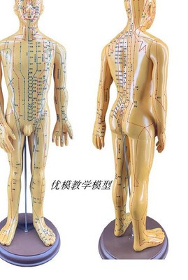 模型筋络50cm家用人小人人体人体经络模五脏六腑彩色